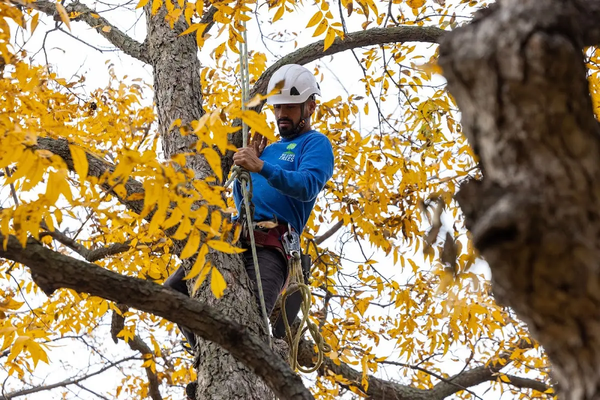 Skilled Tree Pruning crew working in Newport